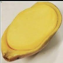 Mango Fruit Shell